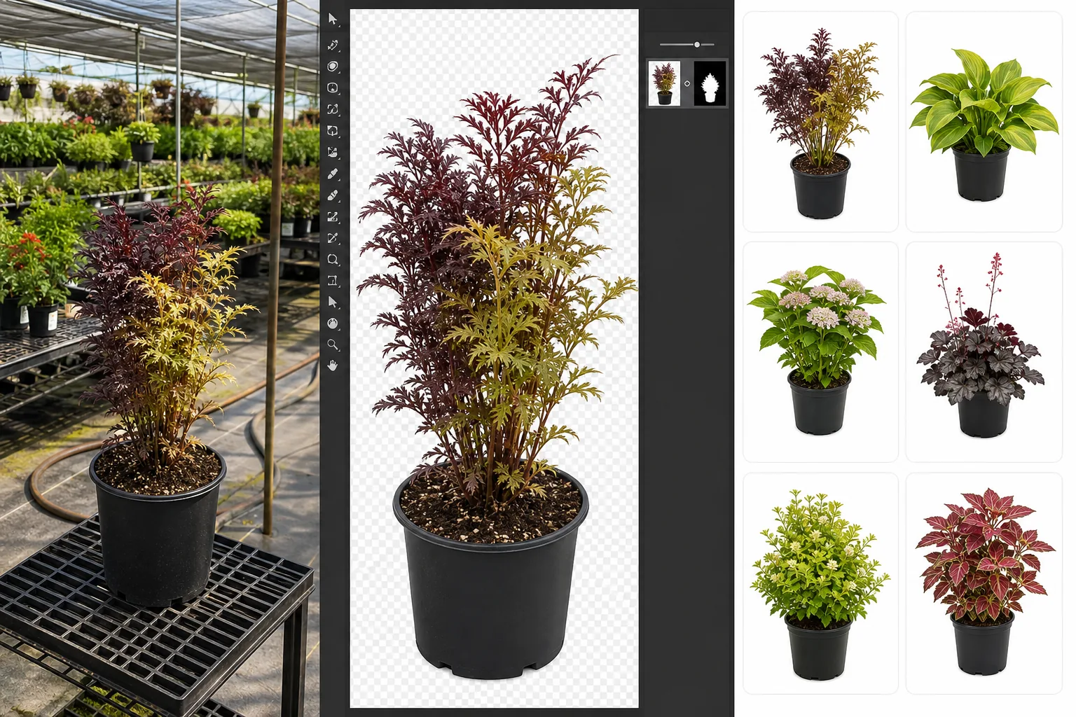 AI plant nursery catalog workflow isolating greenhouse plants, correcting foliage color, and preparing consistent product listings